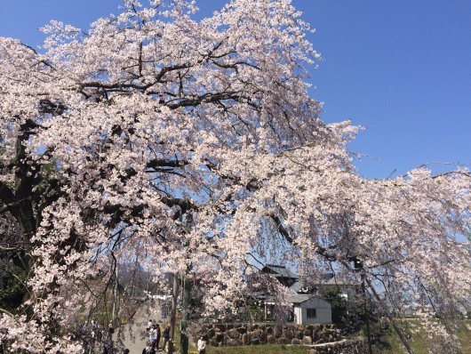 綾川町のしだれ桜