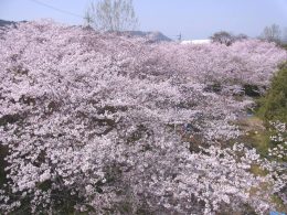 綾川町の桜
