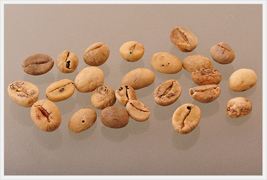 ジャバ生豆